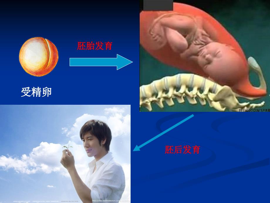 生命的个体发育(修订)_第4页