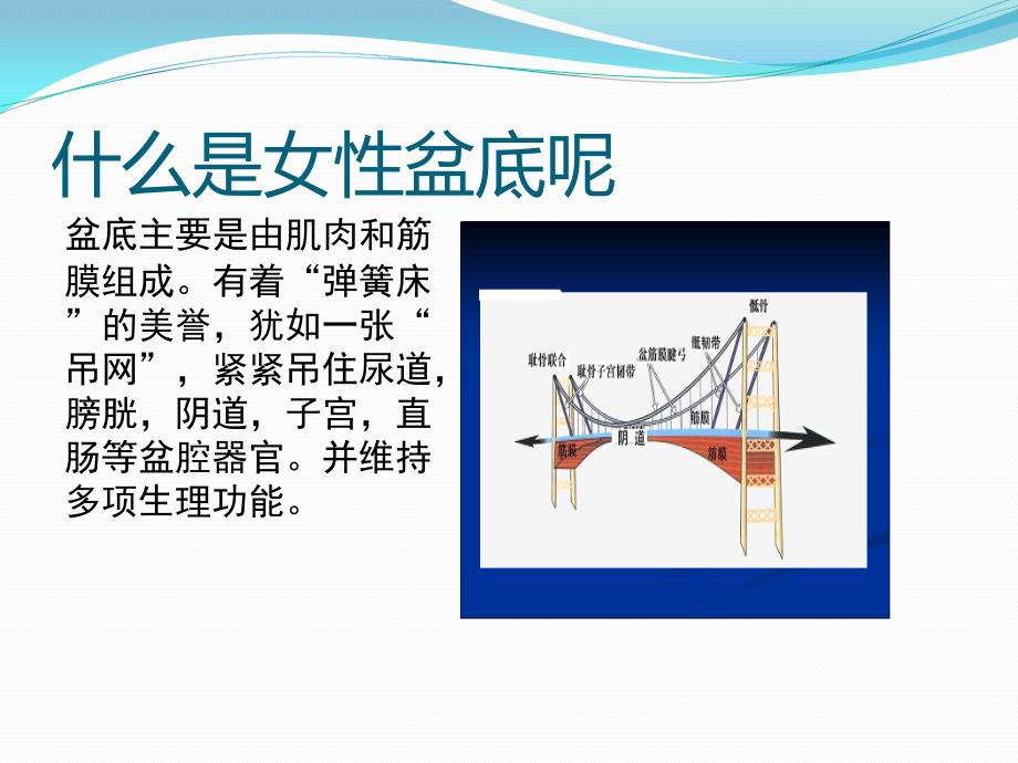 《盆底的秘密》PPT课件.ppt_第4页