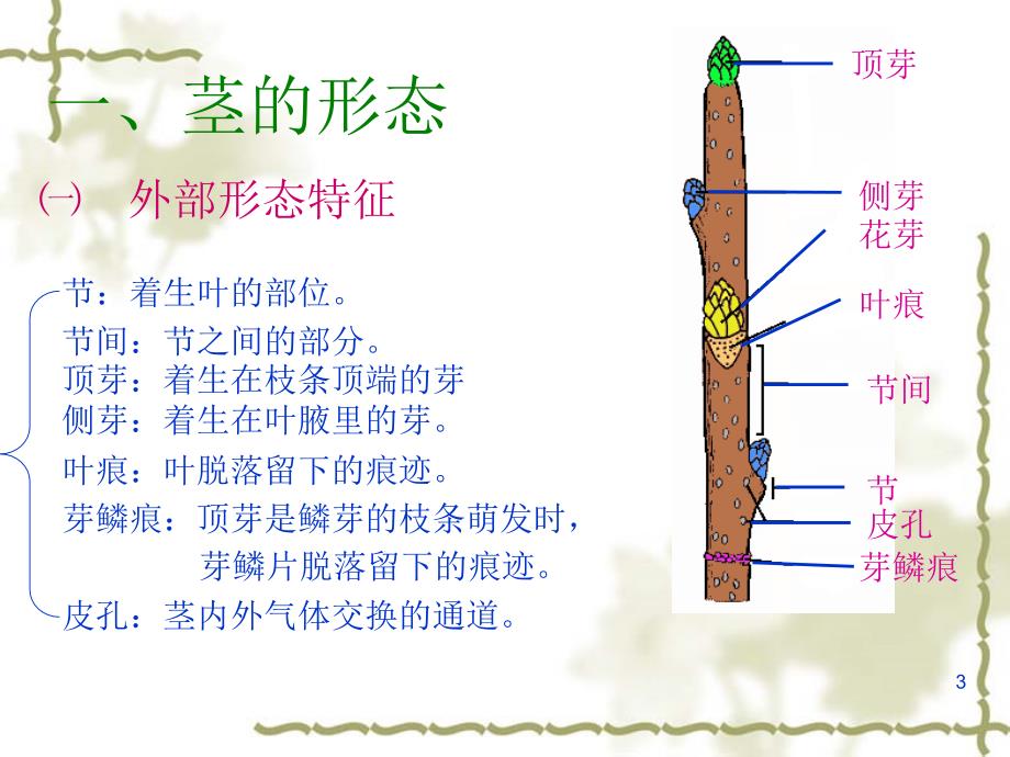 植物茎的结构PPT精选文档_第3页