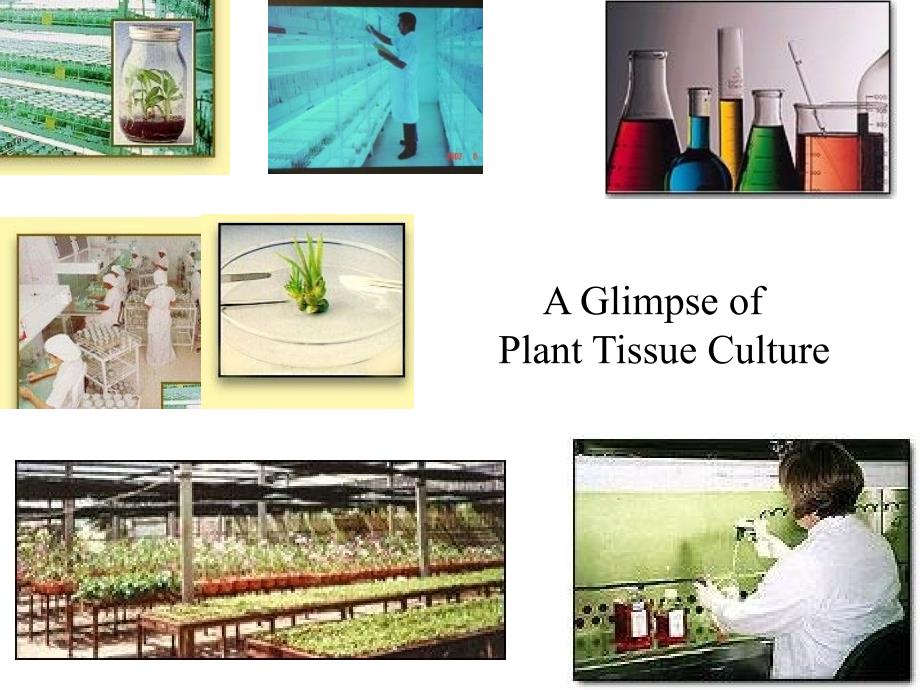 第一章植物组织培养基础知识_第2页