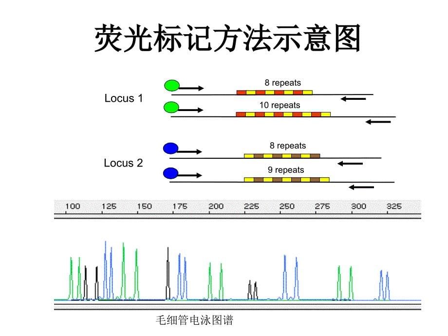 第五章-STR自动分型解析ppt课件_第5页