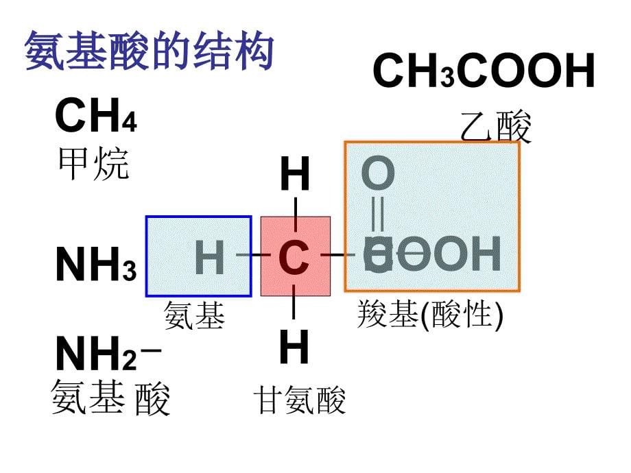 生命活动的主要承担者—蛋白质_第5页