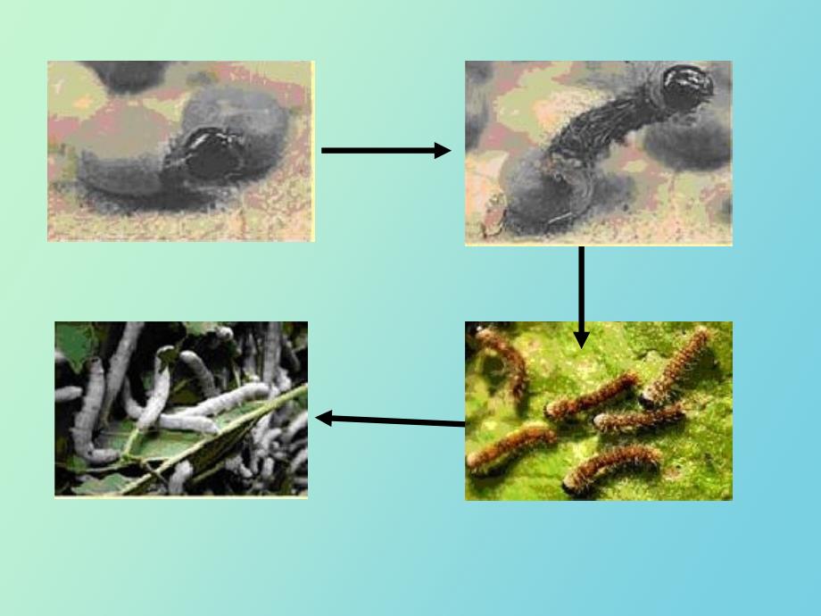 蚕的生长变化_第1页