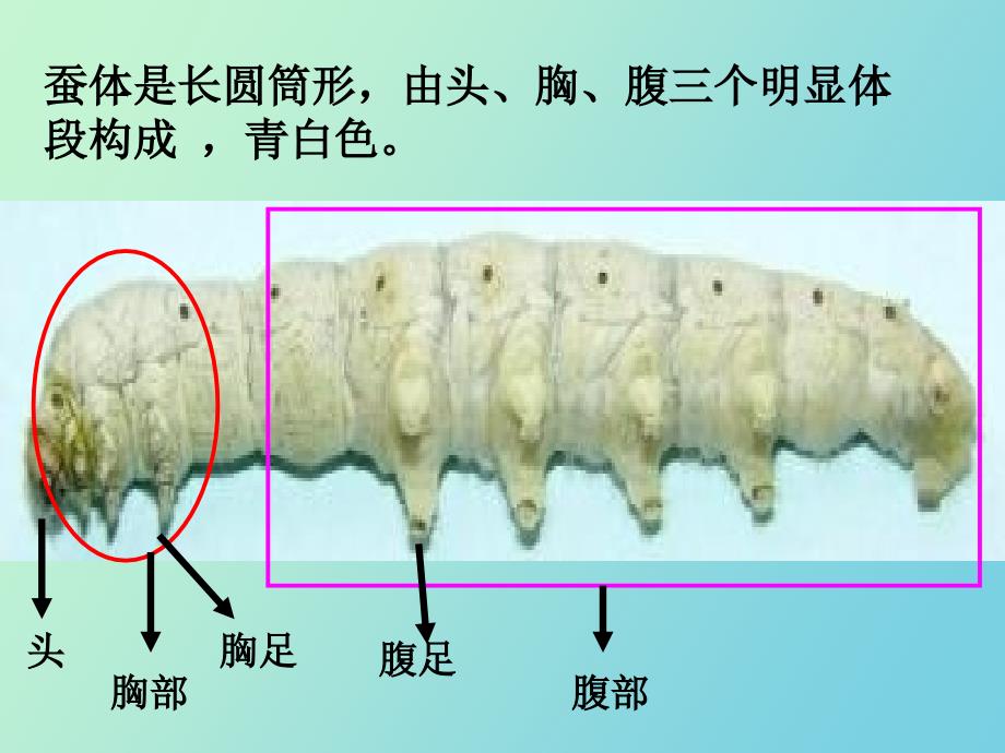 蚕的生长变化_第3页