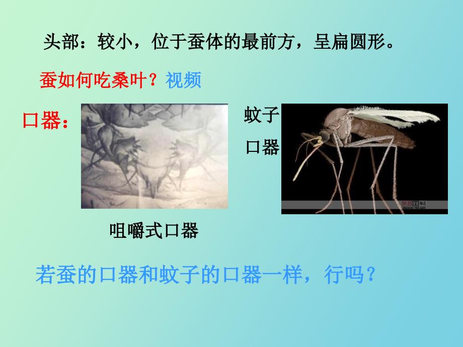 蚕的生长变化_第4页