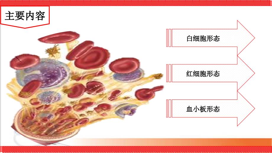 血小板检测影响因素课件_第2页