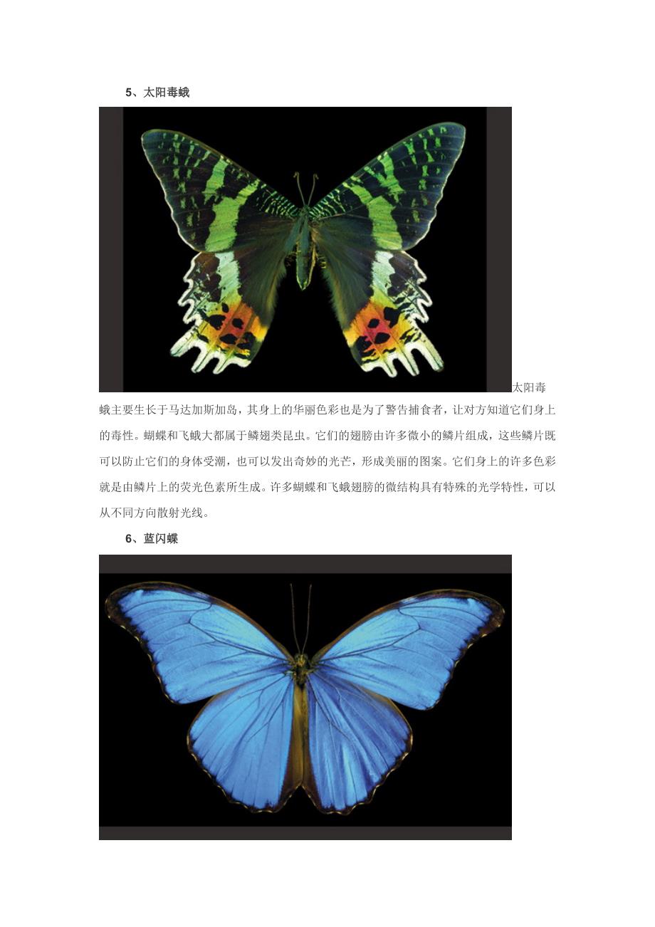 八种美丽的蝴蝶.doc_第4页