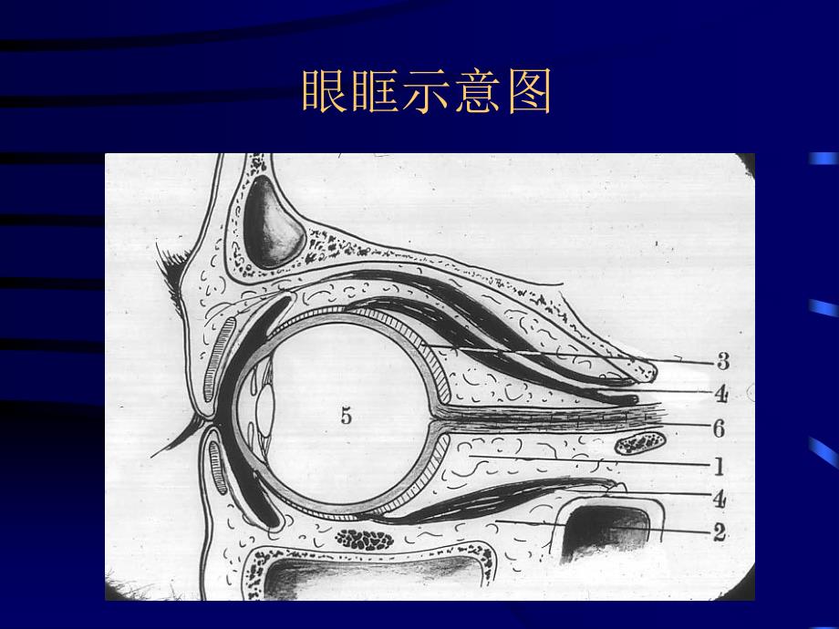 五官教学幻灯_第3页