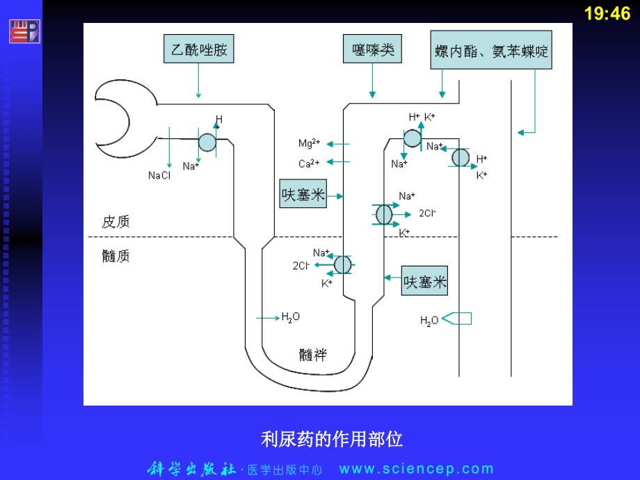 第十五章利尿药及脱水药课件_第4页