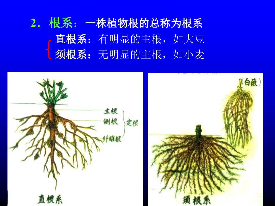 三部分种子植物_第4页