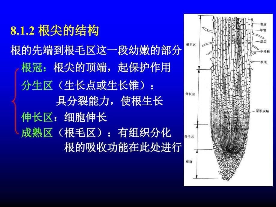 三部分种子植物_第5页