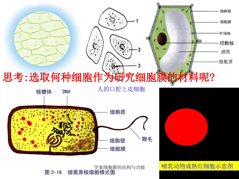 学案细胞膜的结构与功能课件_第2页