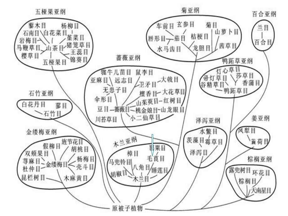 双子叶植物毛茛科课件_第2页