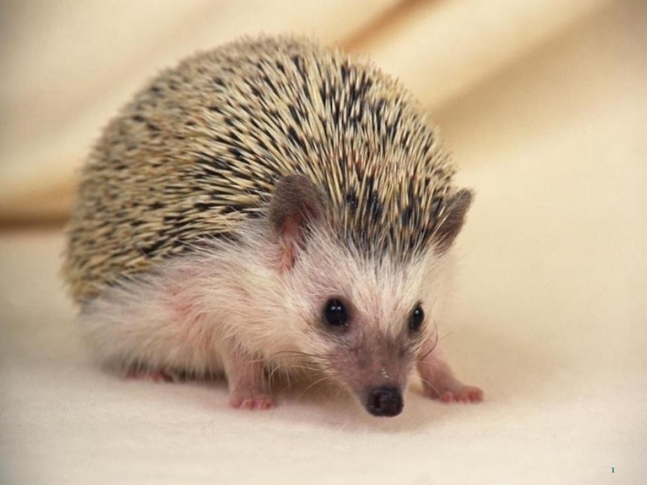 4刺猬汉斯-文档资料_第1页