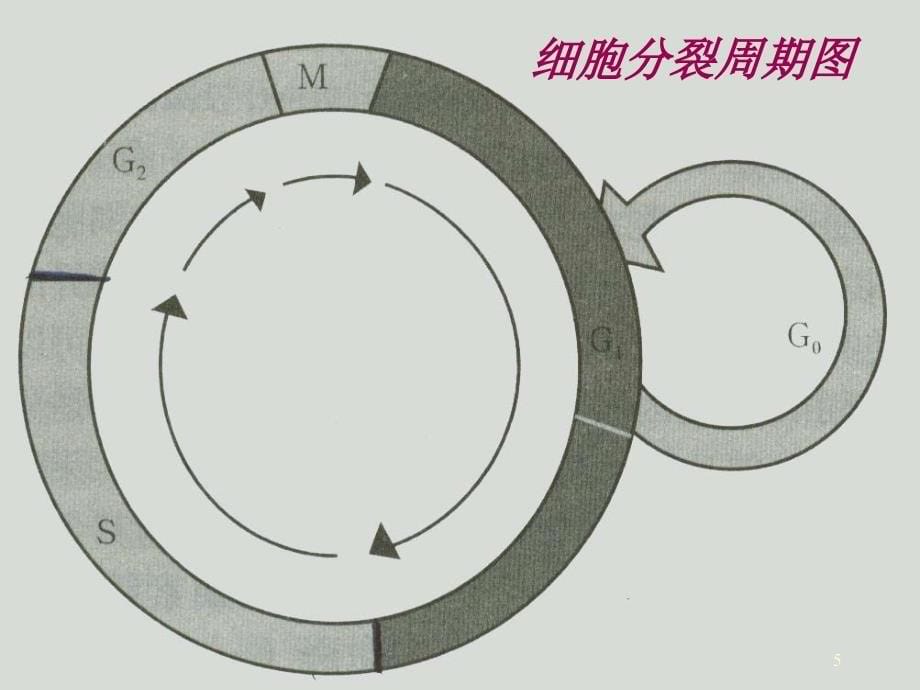 优质医学细胞周期与肿瘤_第5页