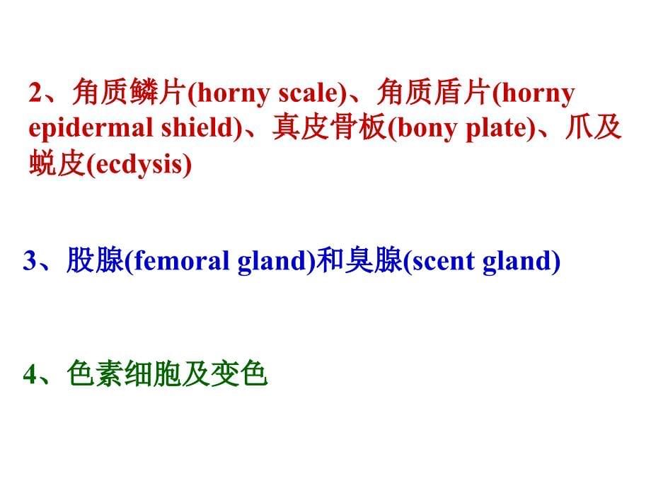 第十八爬行纲Reptile_第5页