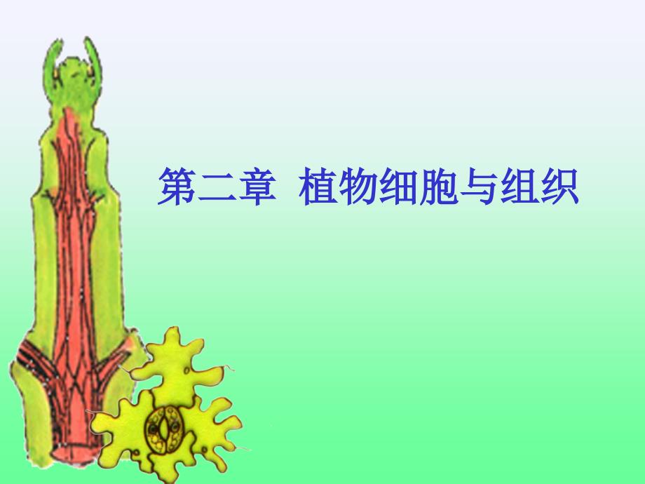 《植物细胞与组织》PPT课件_第1页