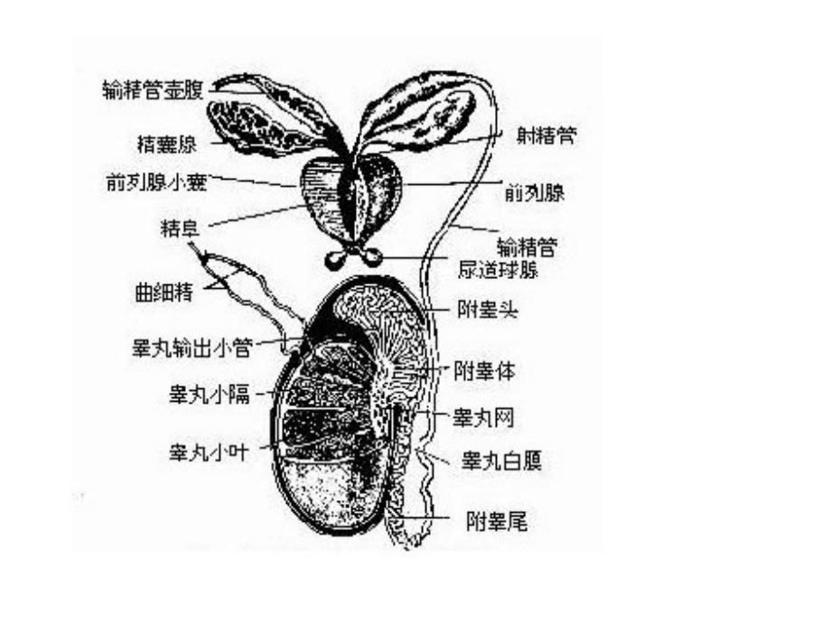 附睾炎课件奉节县人民医院泌尿科夏伟_第3页