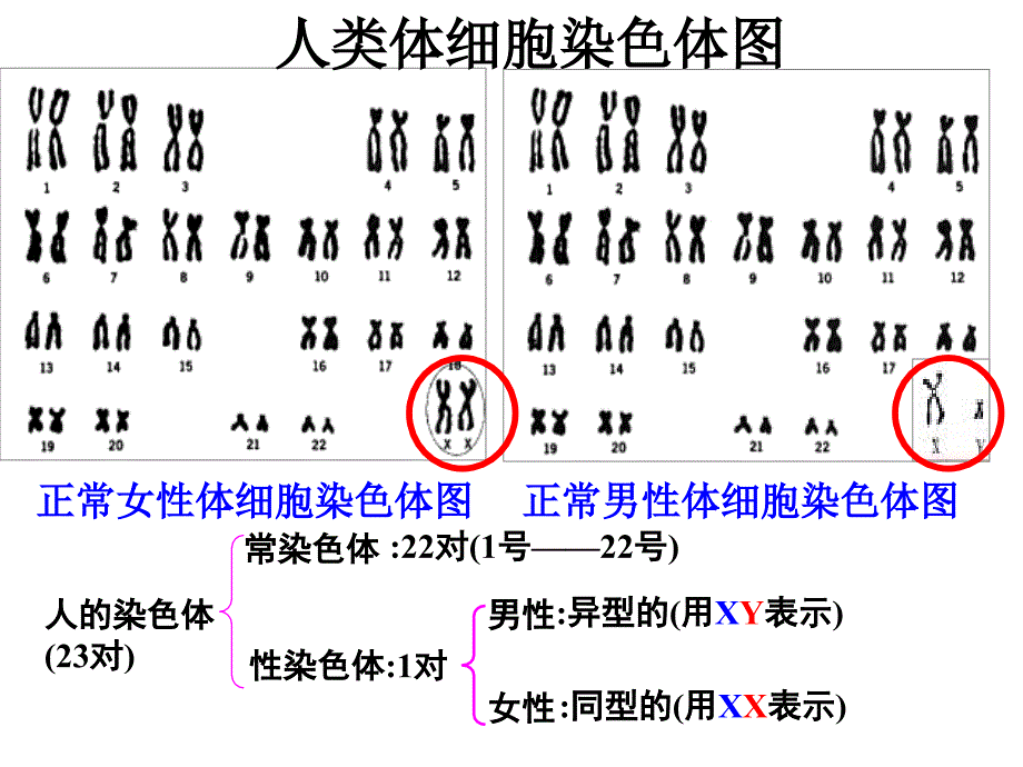 医学专题：抗维生素D佝偻病是伴X显性遗传病_第2页