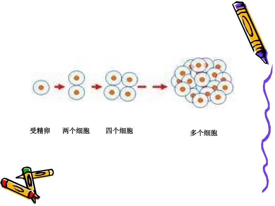 医学课件第二单元第二章第二节动物体的结构层次_第5页