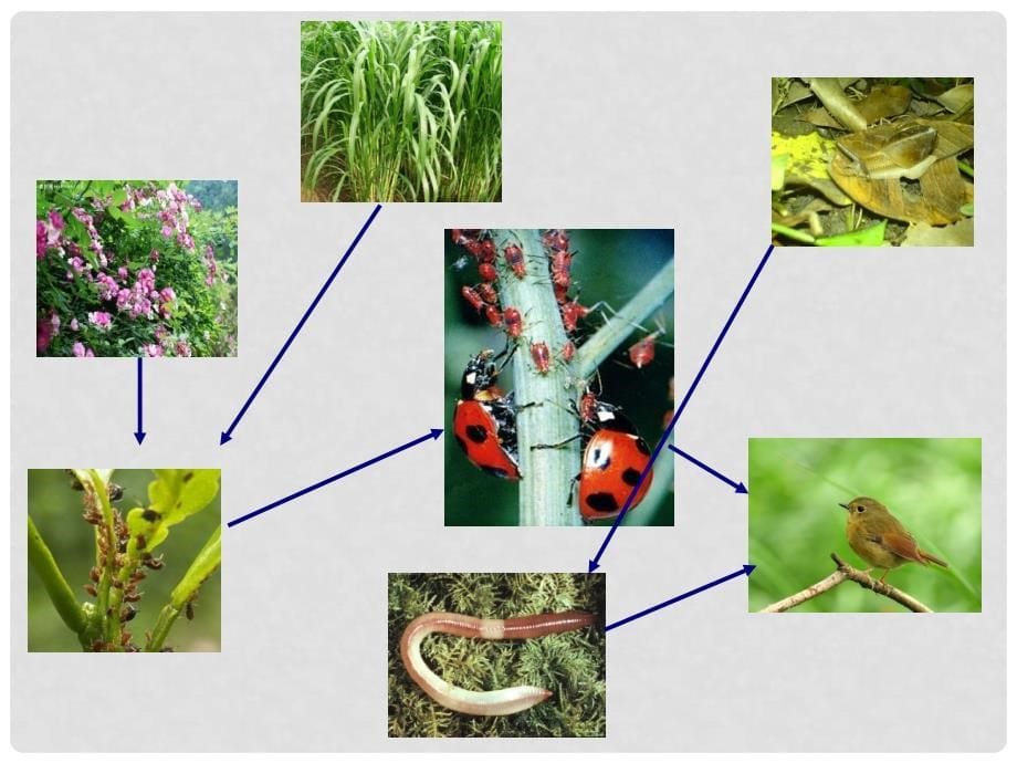 五年级科学上册 食物链和食物网 1课件 教科版_第5页
