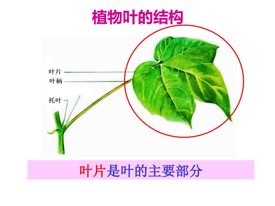 第二节植物光合作用的场所2_第2页