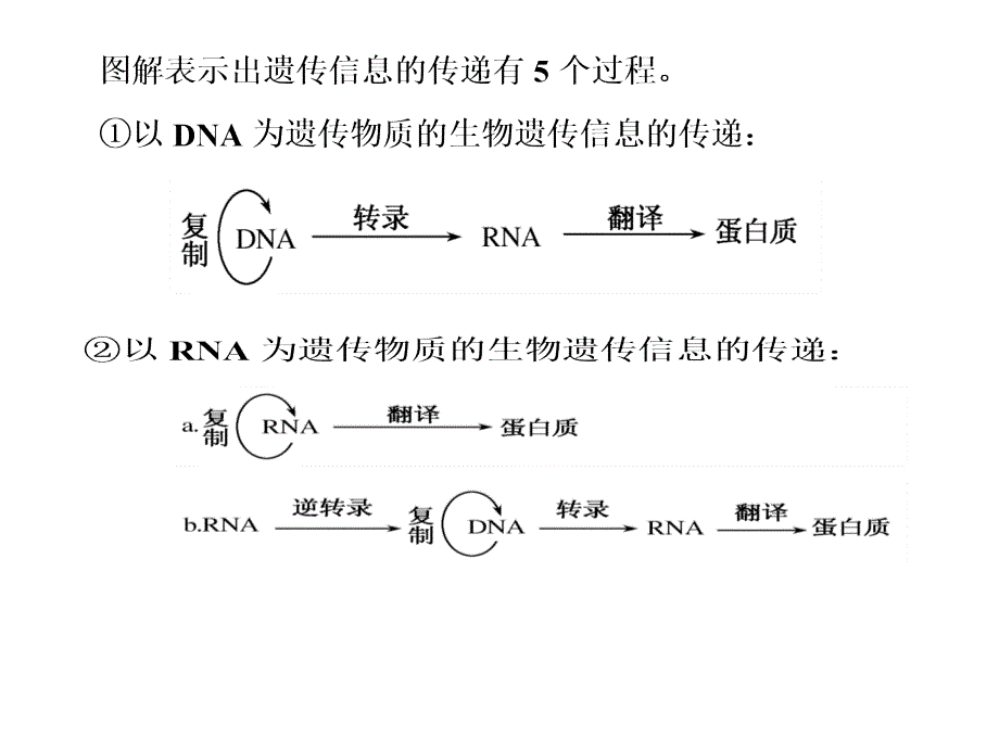 基因对生物性状的控制_第4页