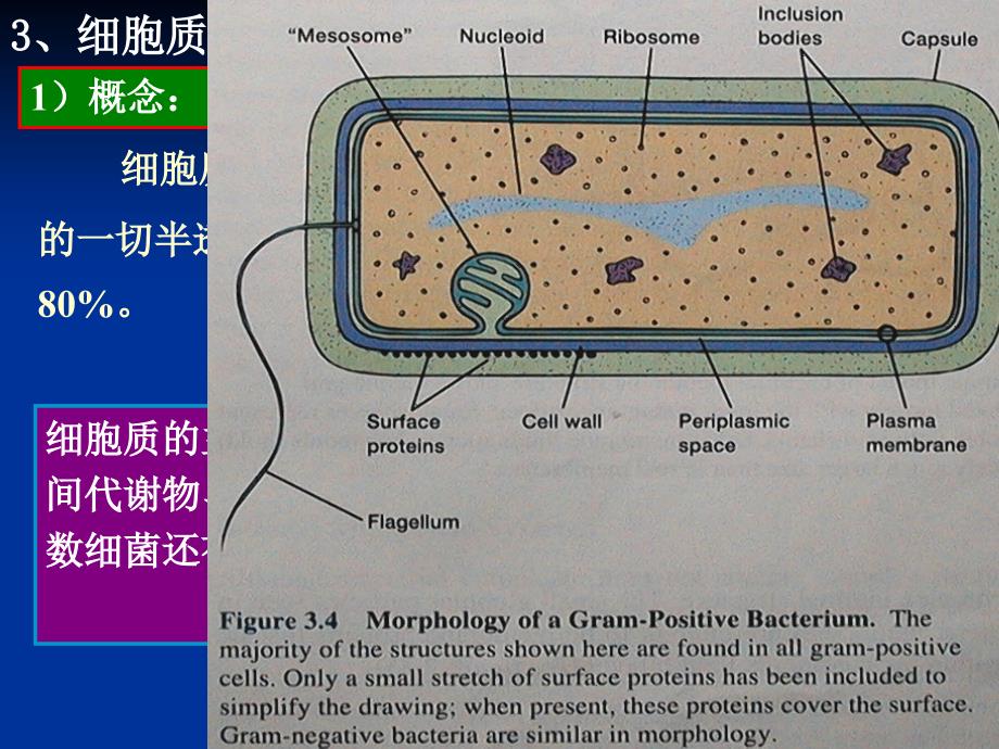 3结构与功能2_第1页