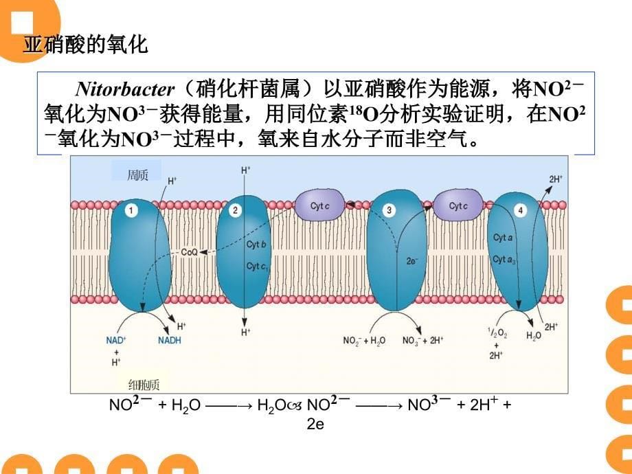 《糖的合成代谢》PPT课件_第5页