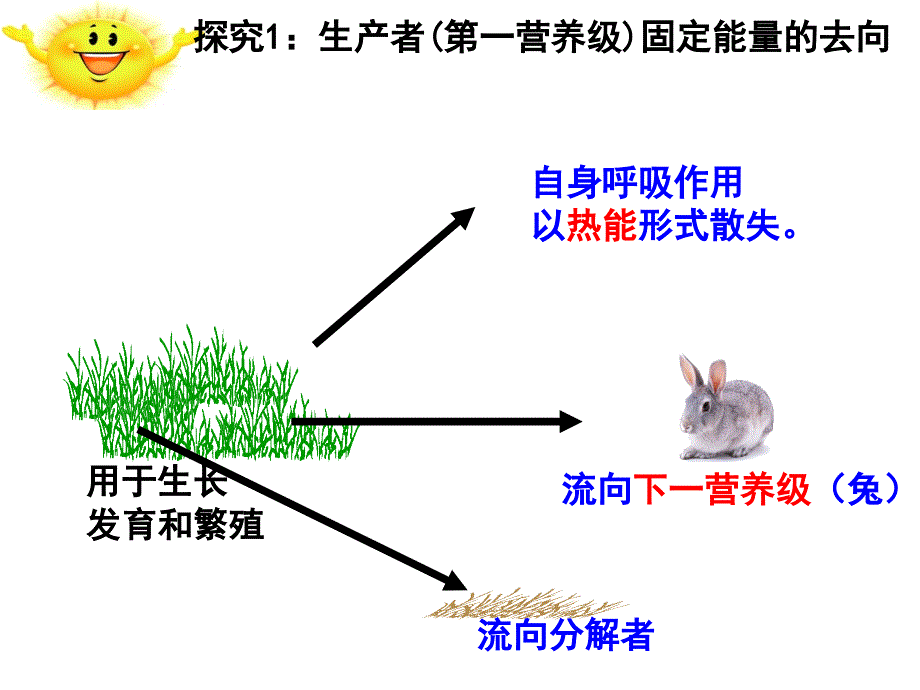 5.2 生态系统的能量流动7_第3页