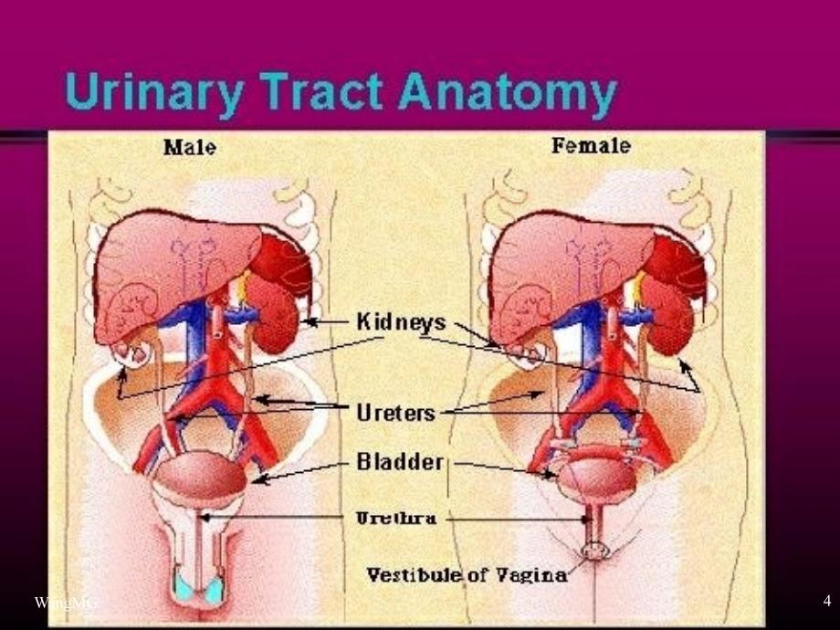 尿路感染-PPT文档资料课件_第4页