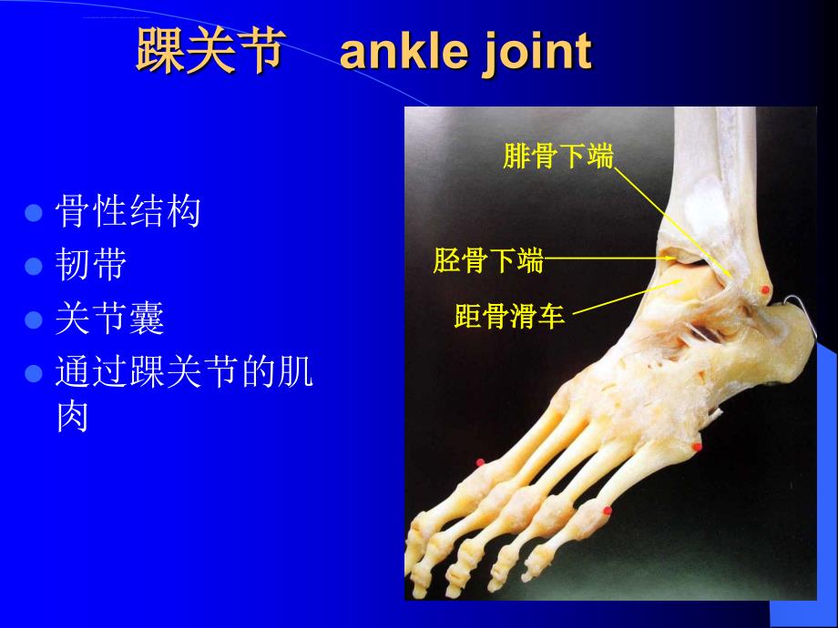 踝关节解剖ppt课件_第3页