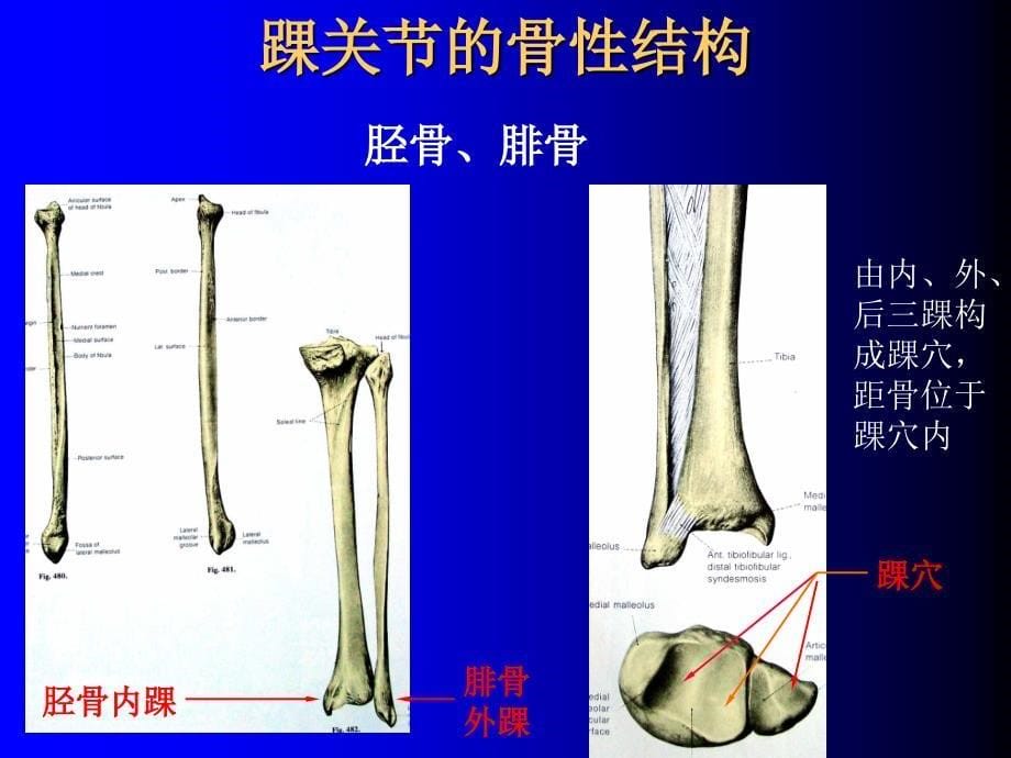 踝关节解剖ppt课件_第5页