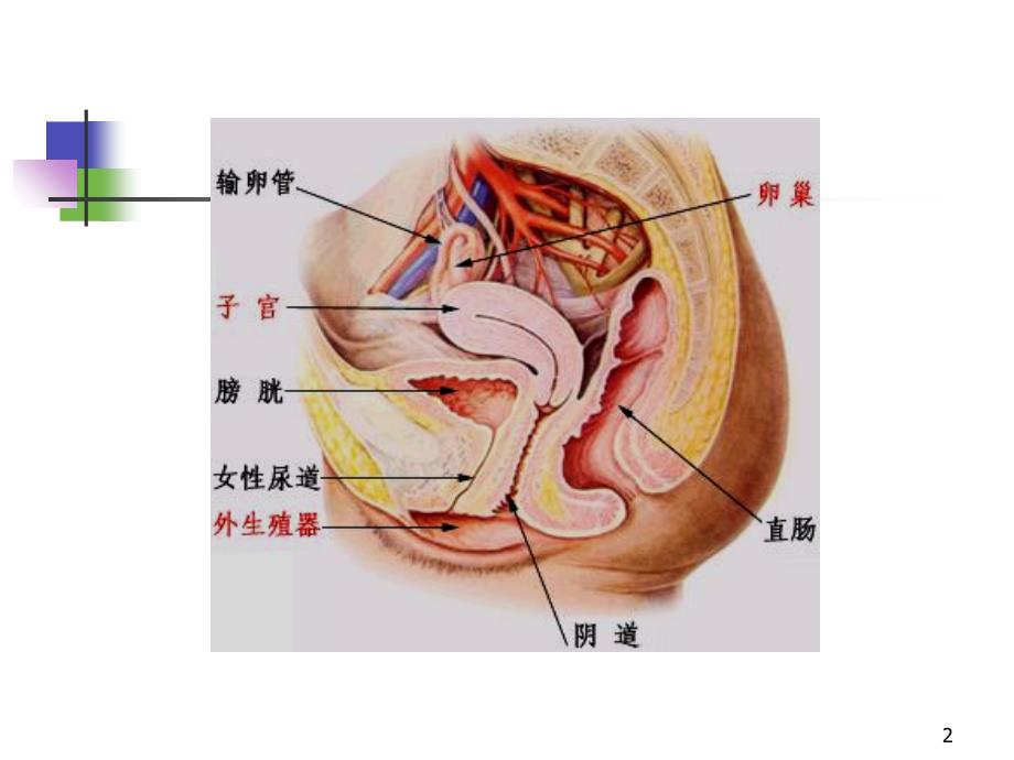 医学超声影像学25妇科疾病超声诊断孙彤课件文档资料_第2页