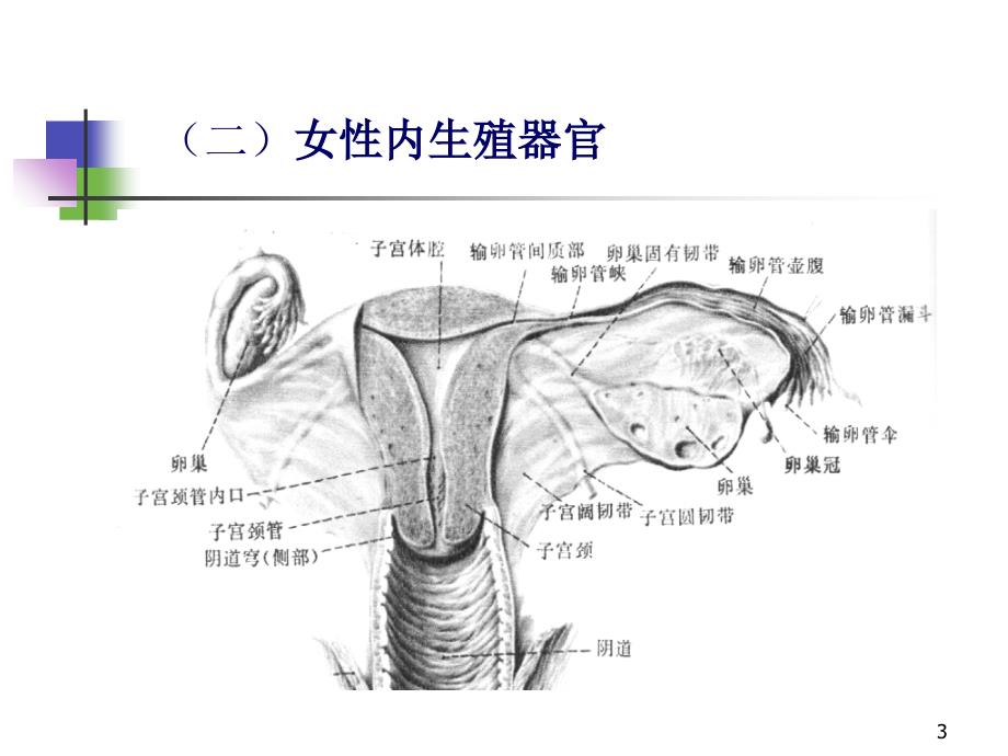 医学超声影像学25妇科疾病超声诊断孙彤课件文档资料_第3页