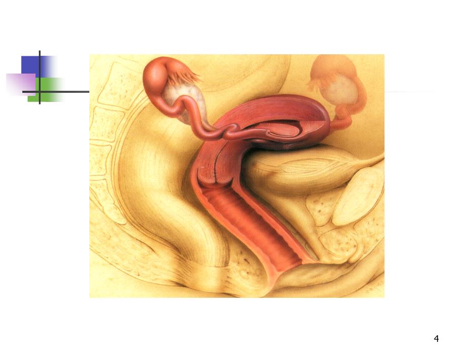 医学超声影像学25妇科疾病超声诊断孙彤课件文档资料_第4页