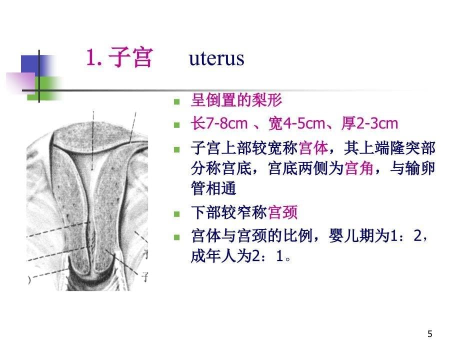 医学超声影像学25妇科疾病超声诊断孙彤课件文档资料_第5页