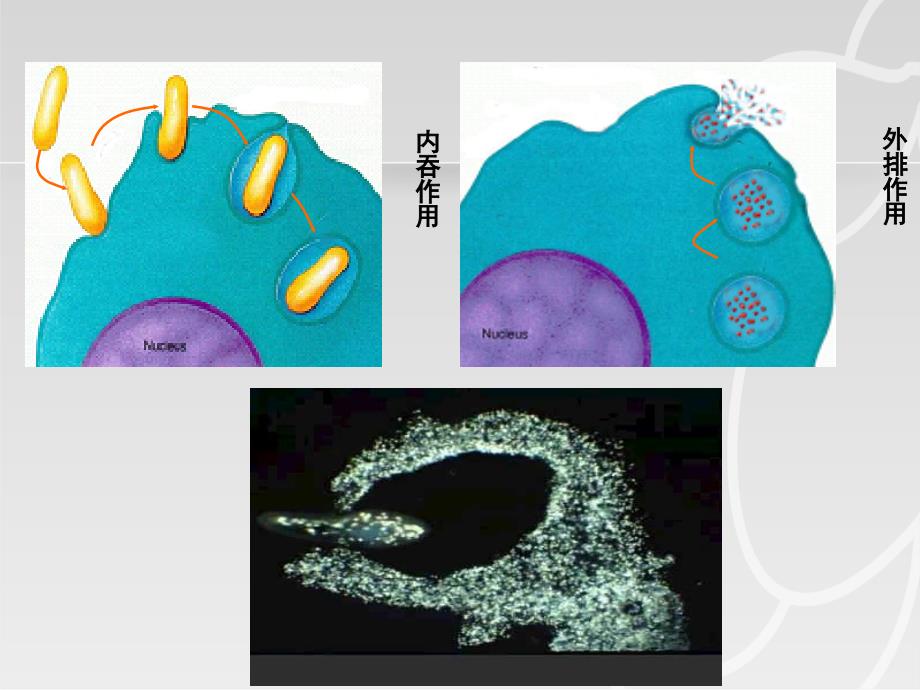 广东省东莞市大朗中学高中生物 4.2 生物膜的流动镶嵌模型课件 新人教版必修1_第2页