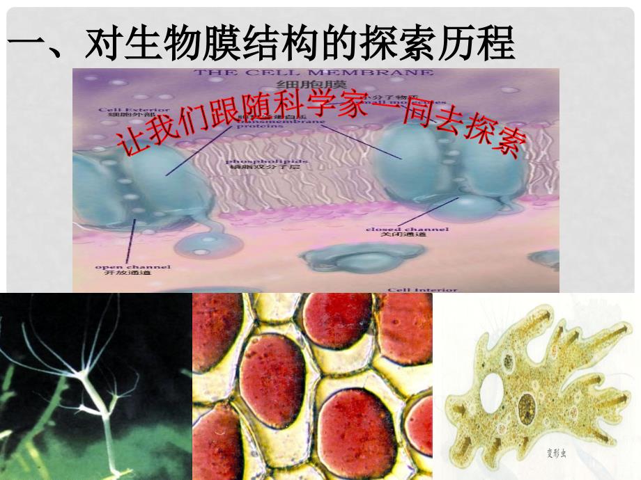 广东省东莞市大朗中学高中生物 4.2 生物膜的流动镶嵌模型课件 新人教版必修1_第4页