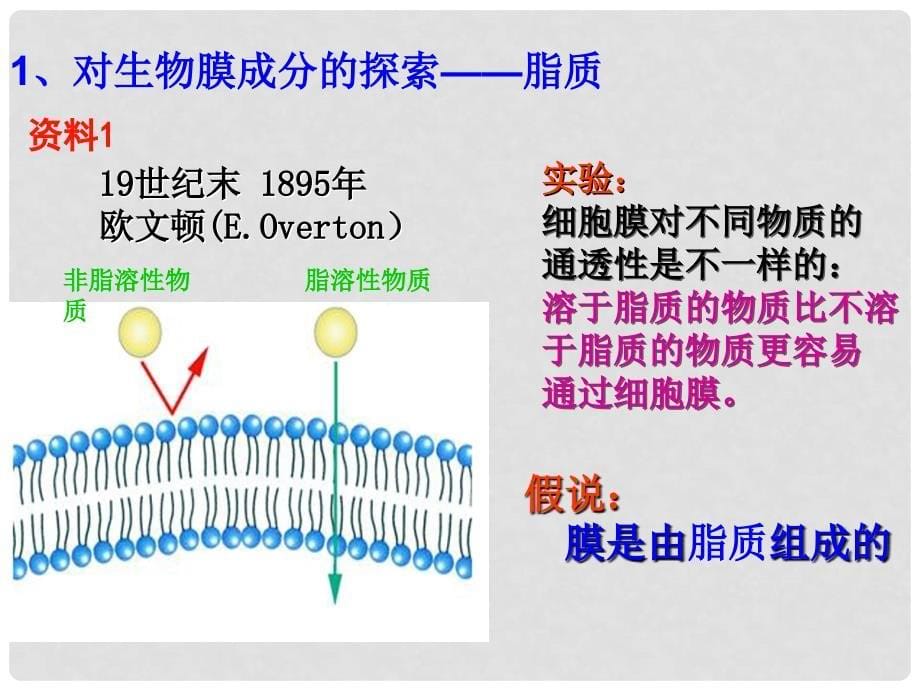 广东省东莞市大朗中学高中生物 4.2 生物膜的流动镶嵌模型课件 新人教版必修1_第5页