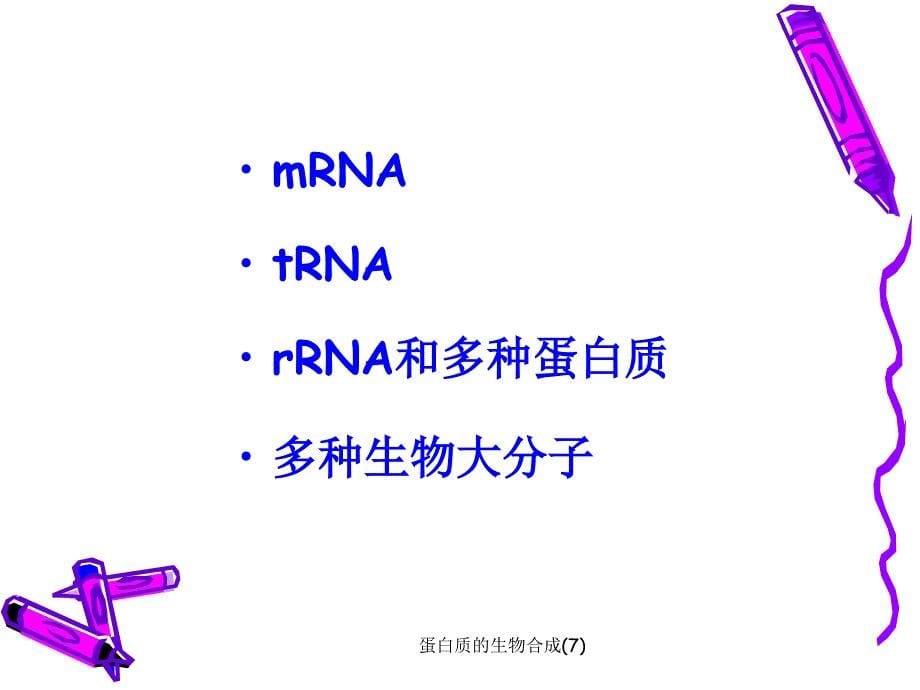 蛋白质的生物合成(7)课件_第5页