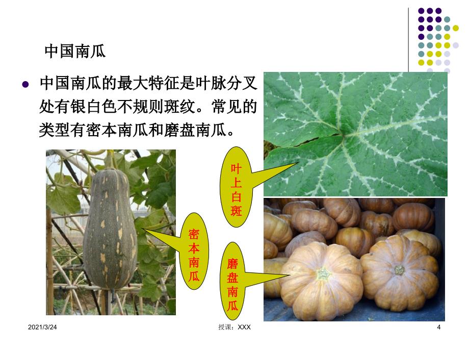 南瓜种植PPT课件_第4页