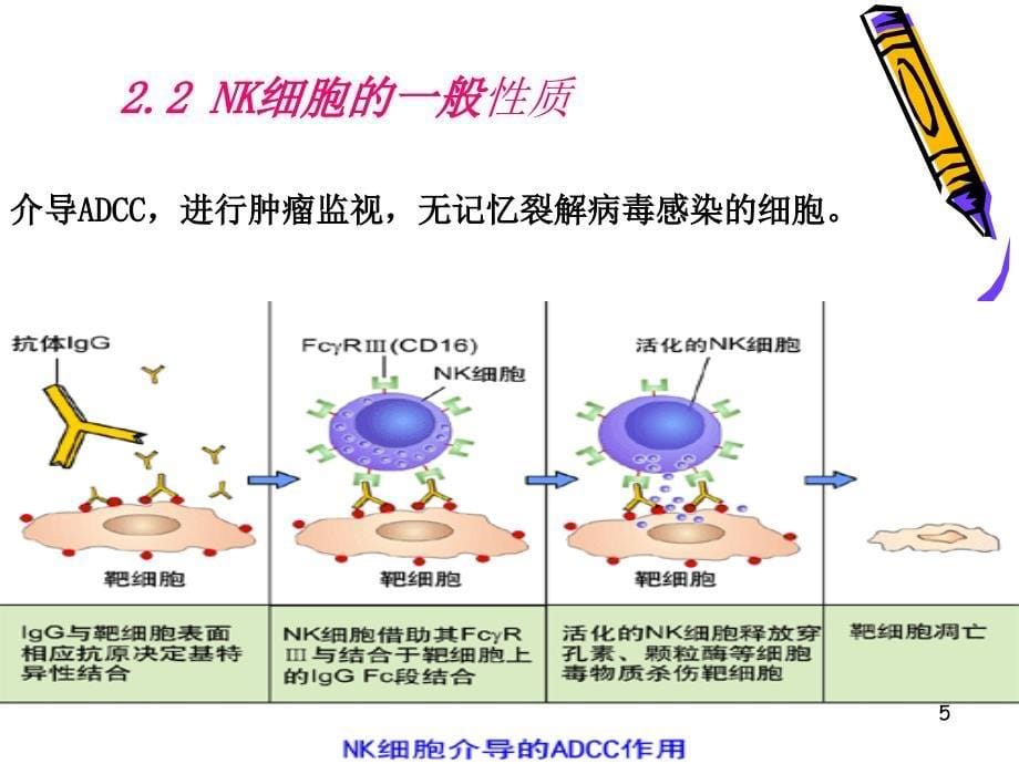 NK细胞进展ppt课件_第5页