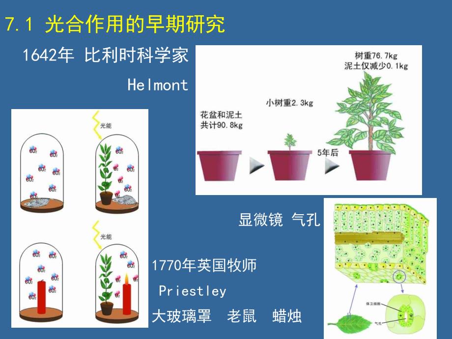 普通生物学07光合PPT课件_第2页