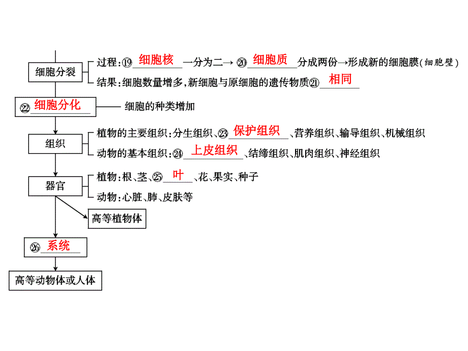 中考生物学专题知识整合&amp;amp#183;专题一生物体的结构层次_第3页