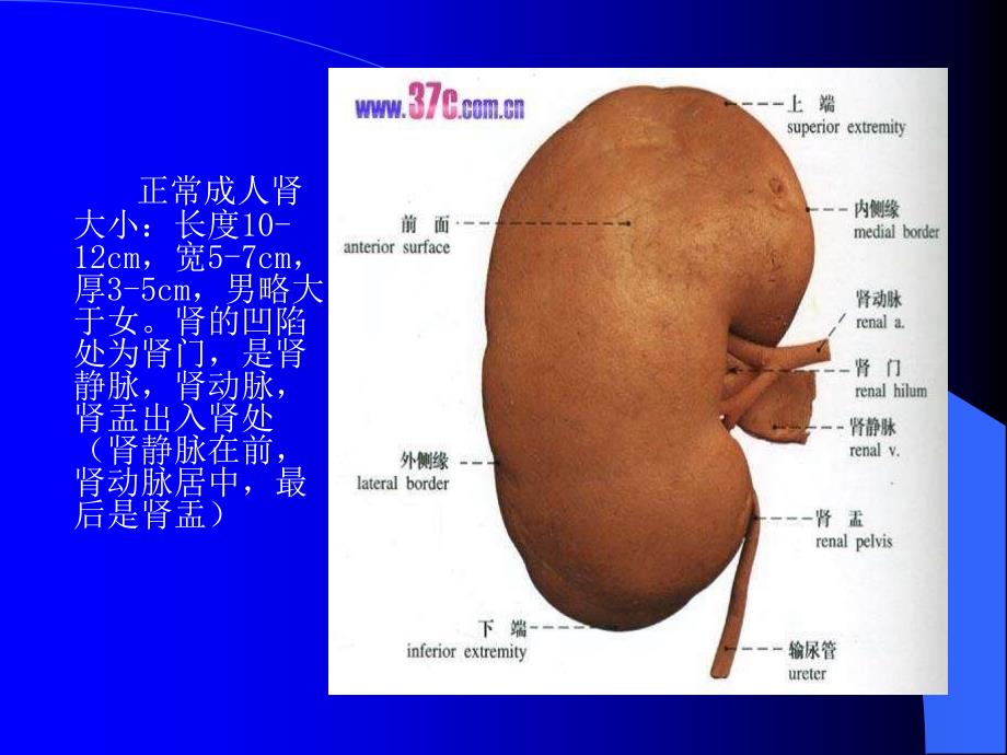 泌尿系统(超声诊断课件)_第3页