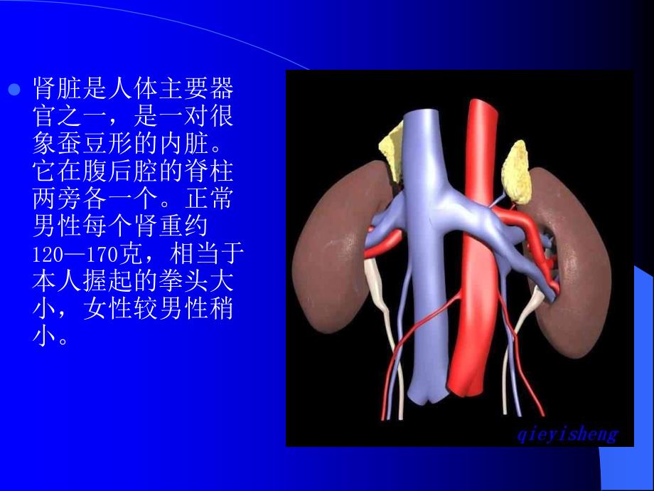 泌尿系统(超声诊断课件)_第4页