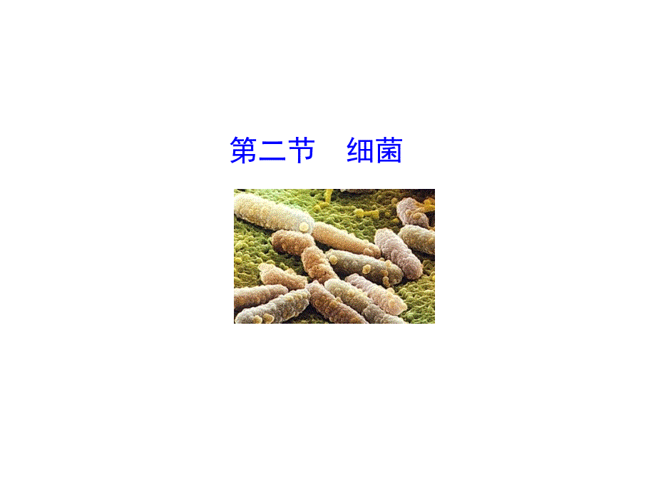 第二节细菌 (2)_第1页