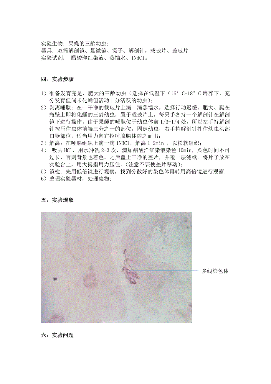 果蝇唾液腺染色体的观察_第2页