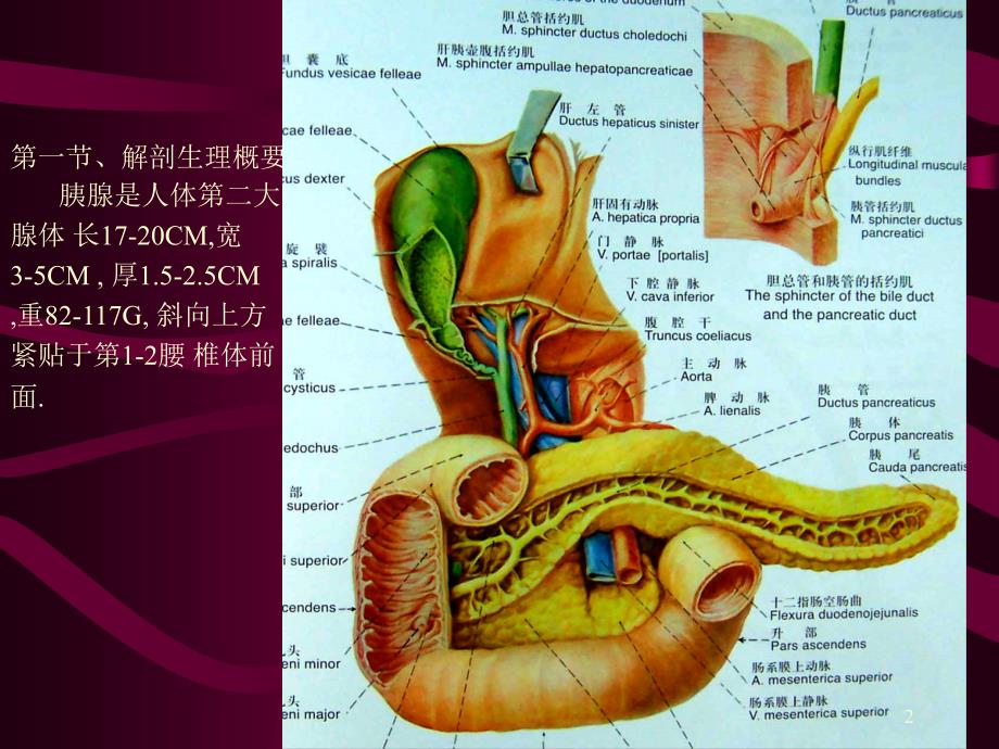 胰腺疾病ppt参考课件_第2页